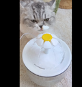 Customer pet photo