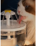 Customer pet photo