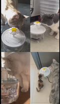 Customer pet photo
